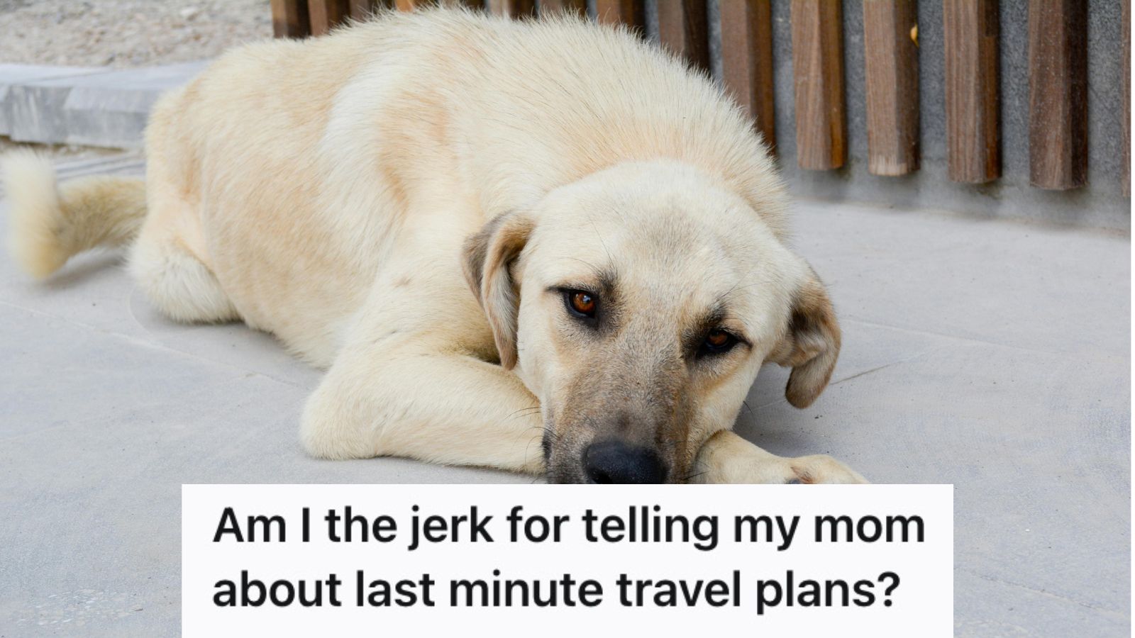 Woman Made A Last-Minute Travel Plan, But Her Mom Snapped At Her Because No One Would Look After Their Sickly Dog